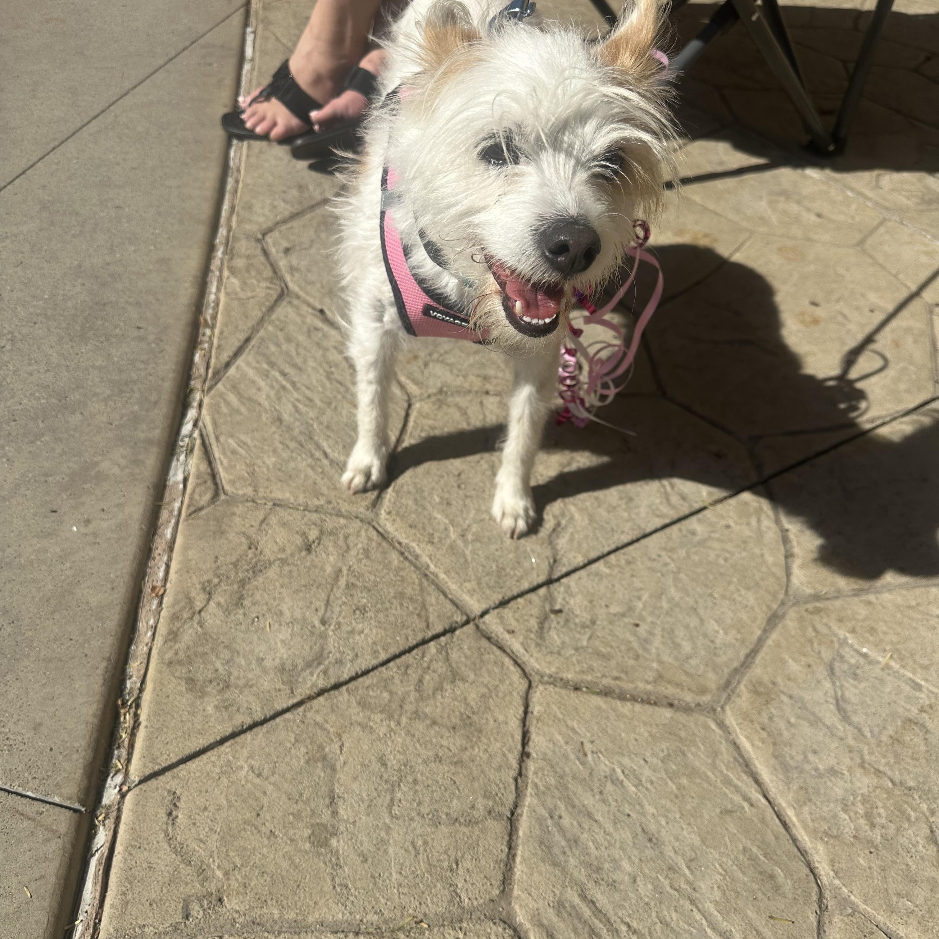 Enlarge Strawberry , a ADOPTABLE Terrier in Las Vegas, NV image 2/3