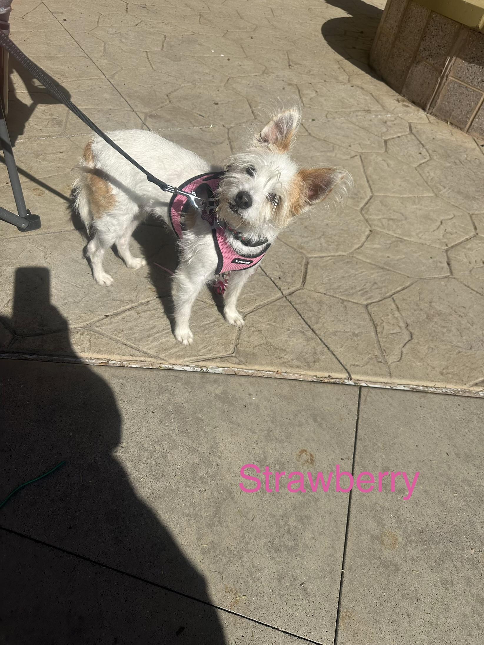 Enlarge Strawberry , a ADOPTABLE Terrier in Las Vegas, NV image 1/3