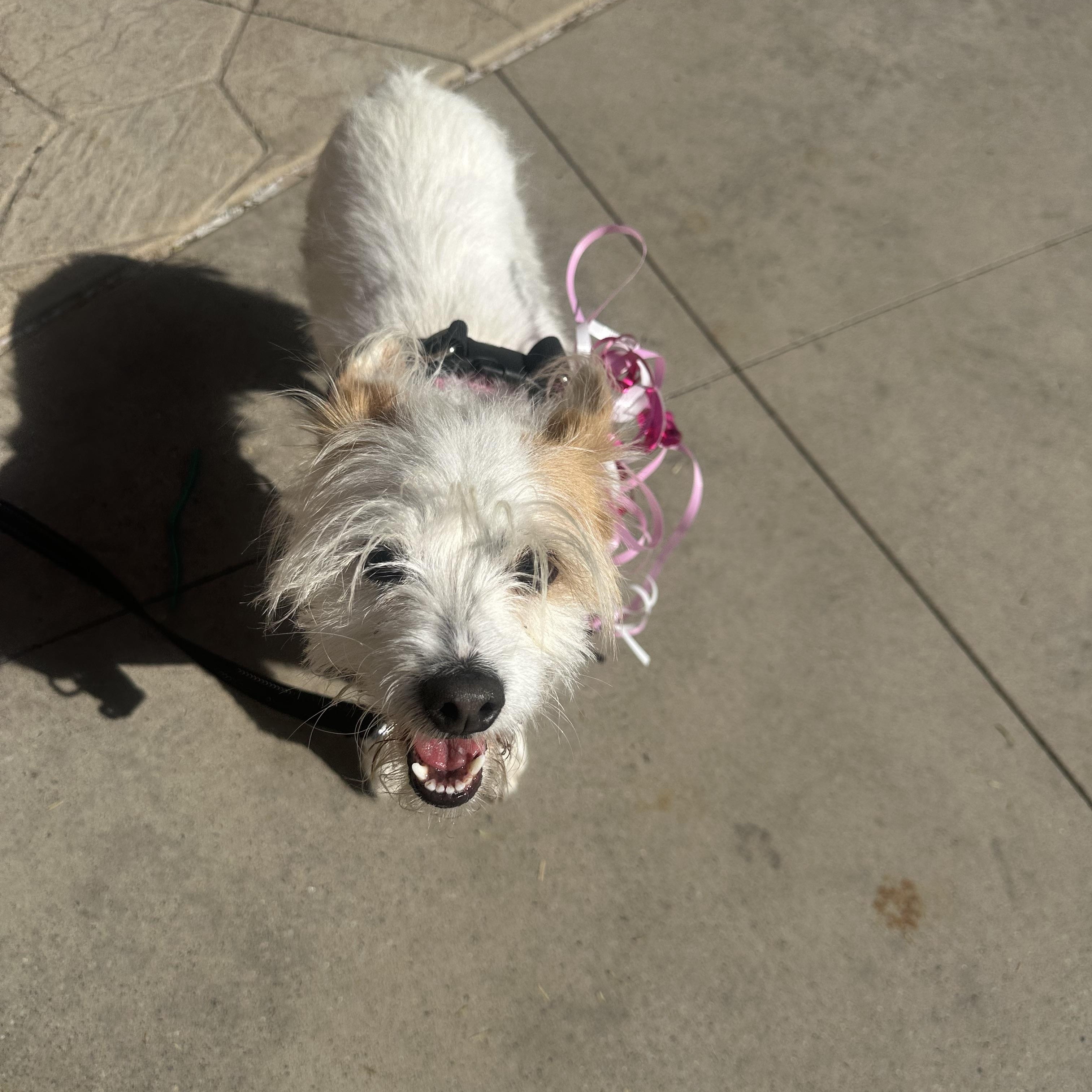 Enlarge Strawberry , a ADOPTABLE Terrier in Las Vegas, NV image 3/3