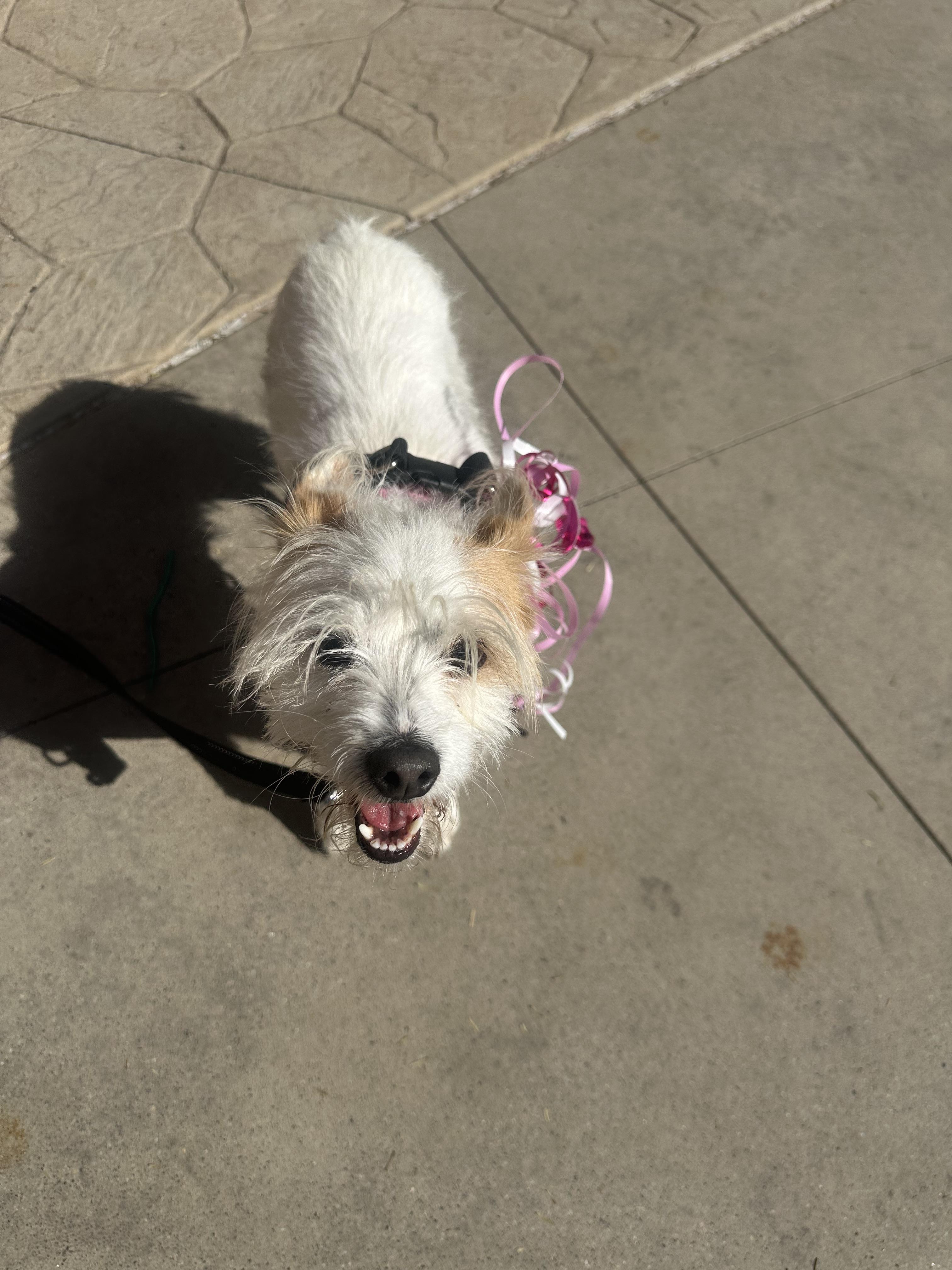 Enlarge Strawberry , a ADOPTABLE Terrier in Las Vegas, NV image 3/3