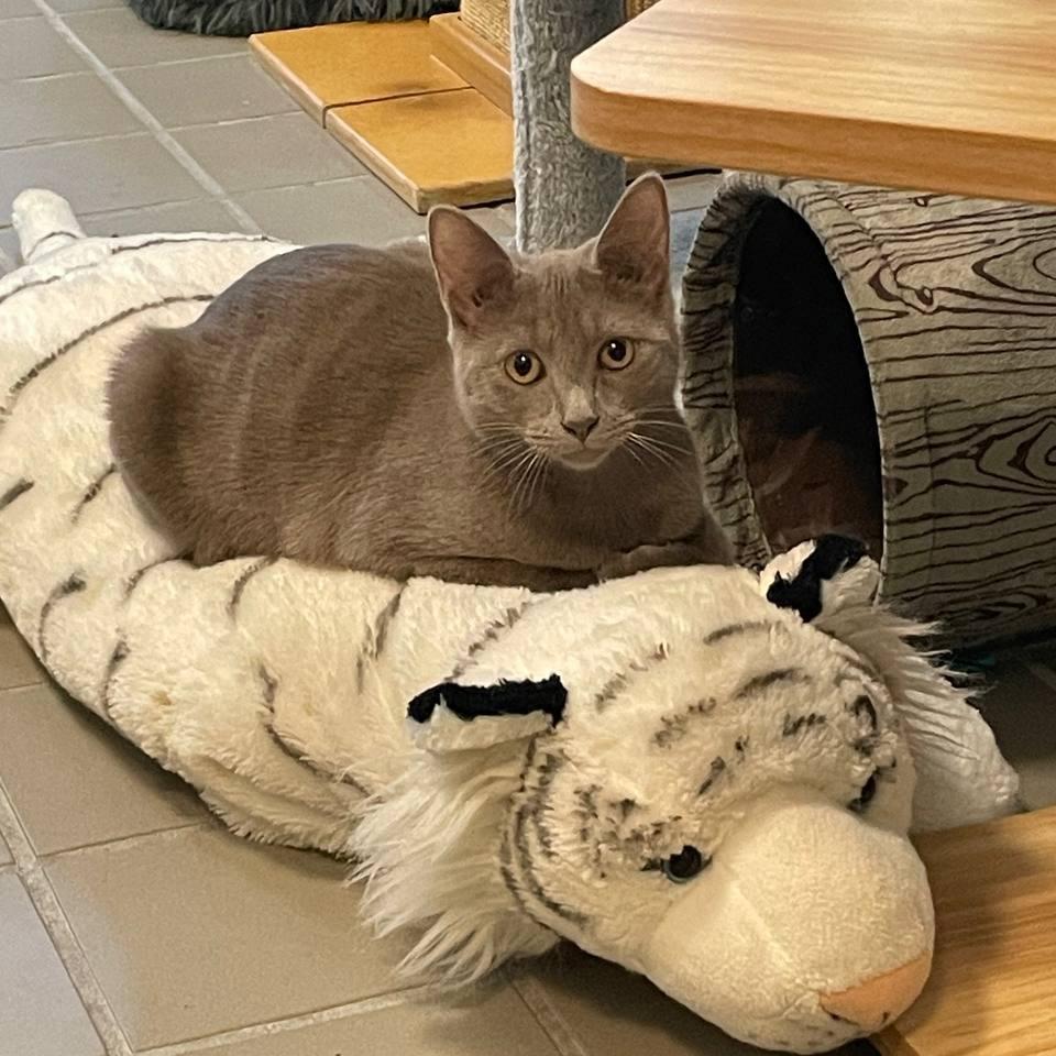 Enlarge Darcy, a Adoptable Domestic Short Hair in Wantagh, NY image 1/6