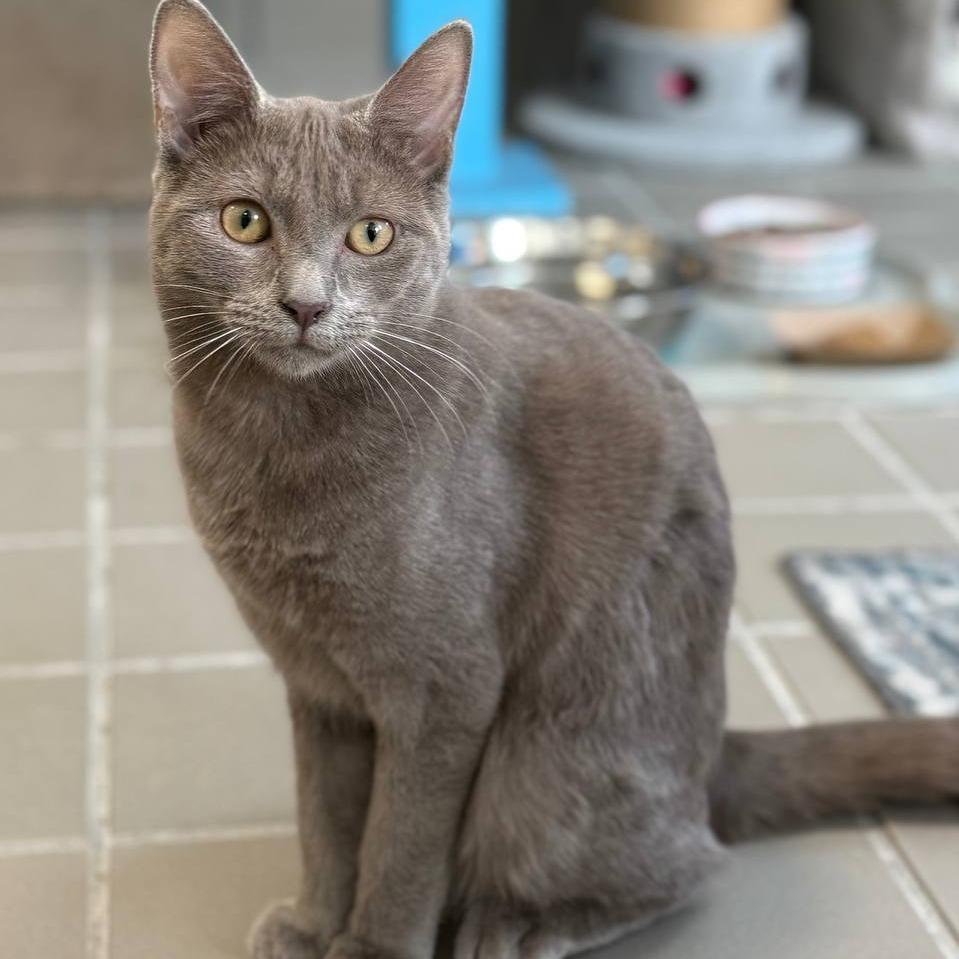 Enlarge Darcy, a Adoptable Domestic Short Hair in Wantagh, NY image 2/6