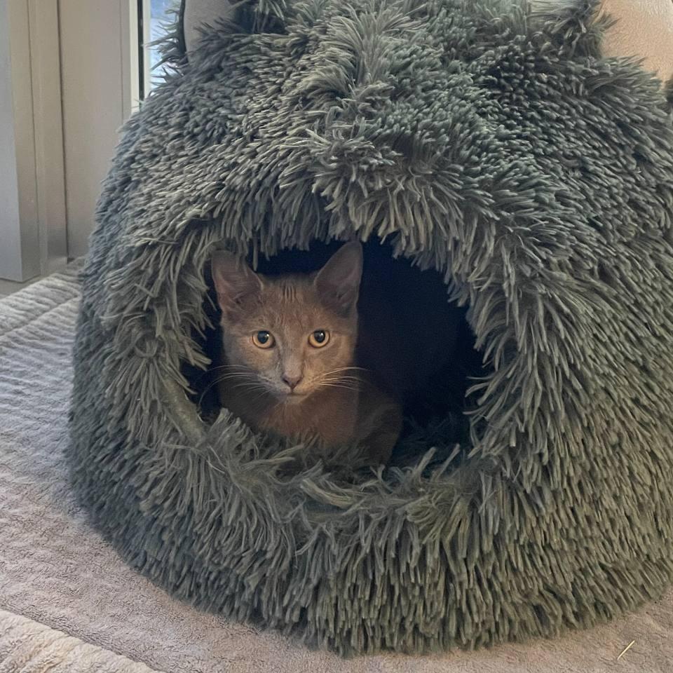 Enlarge Darcy, a Adoptable Domestic Short Hair in Wantagh, NY image 5/6