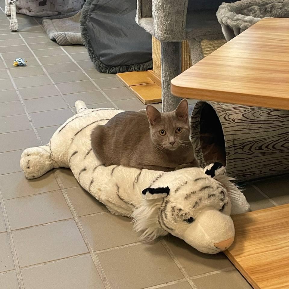 Enlarge Darcy, a Adoptable Domestic Short Hair in Wantagh, NY image 6/6