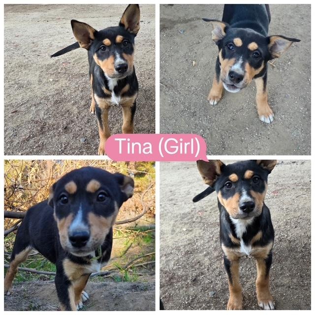 Enlarge TINA, a ADOPTABLE mixed breed in Murrieta, CA image 1/3