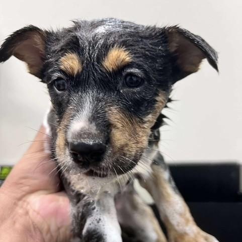 Enlarge TINA, a ADOPTABLE mixed breed in Murrieta, CA image 3/3