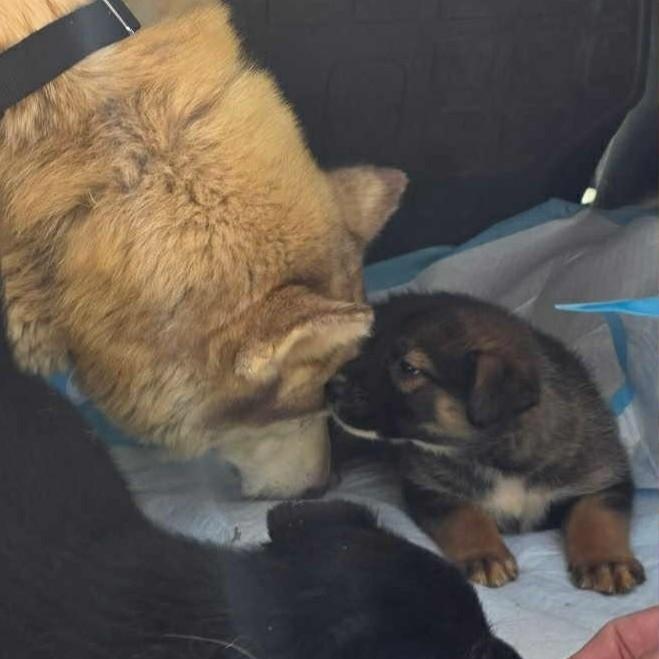 Enlarge TINA, a ADOPTABLE mixed breed in Murrieta, CA image 2/3