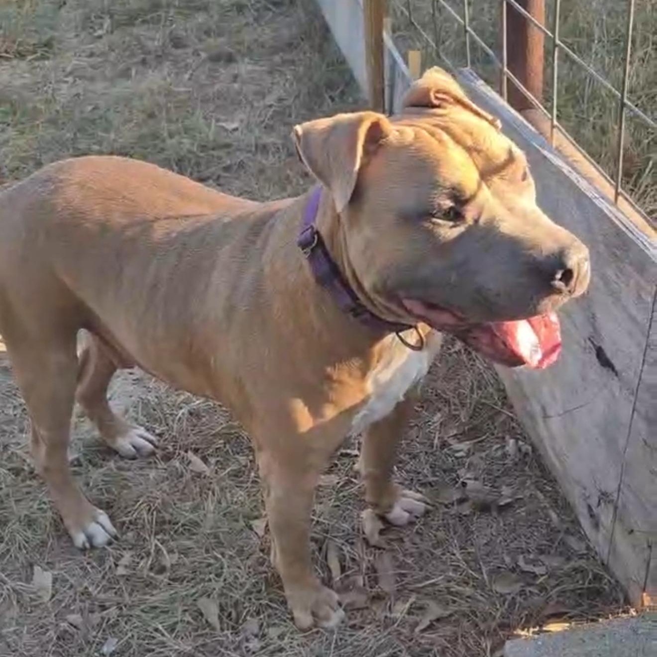 Mac...........the Macnificent! thumbnail 6