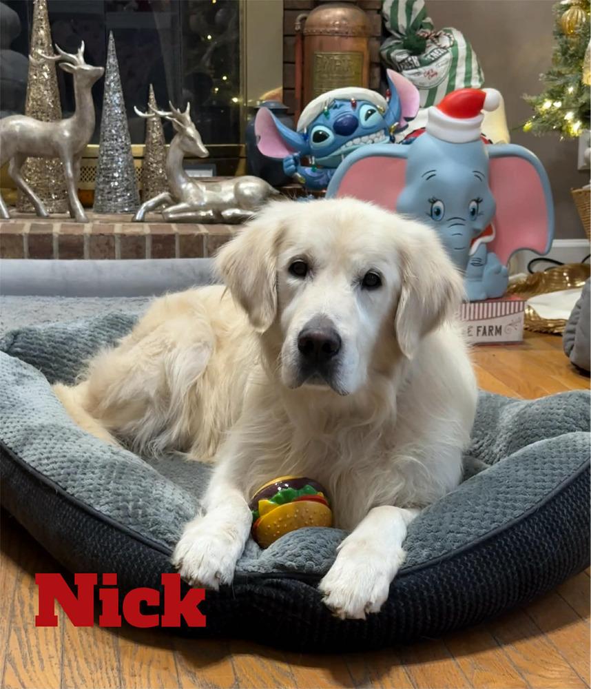 Enlarge NICK, a Adoptable Golden Retriever in Dutton, VA image 1/3