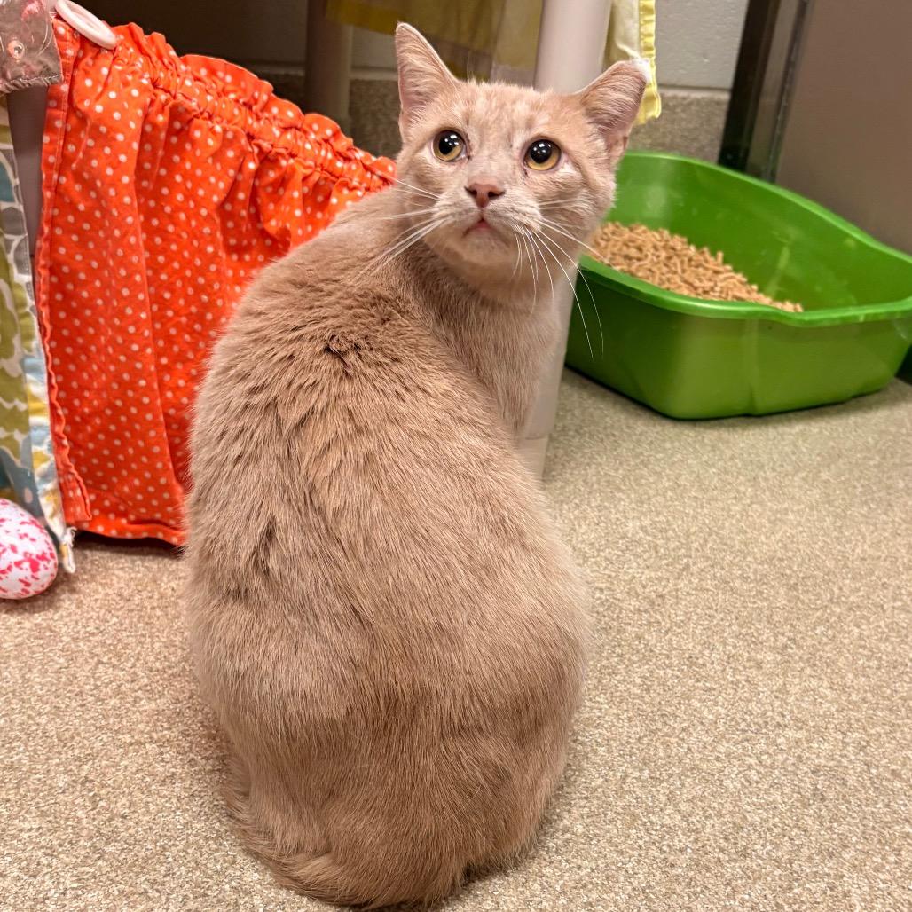 Enlarge Marie, a Adoptable Domestic Short Hair in Bristol, IN image 2/3