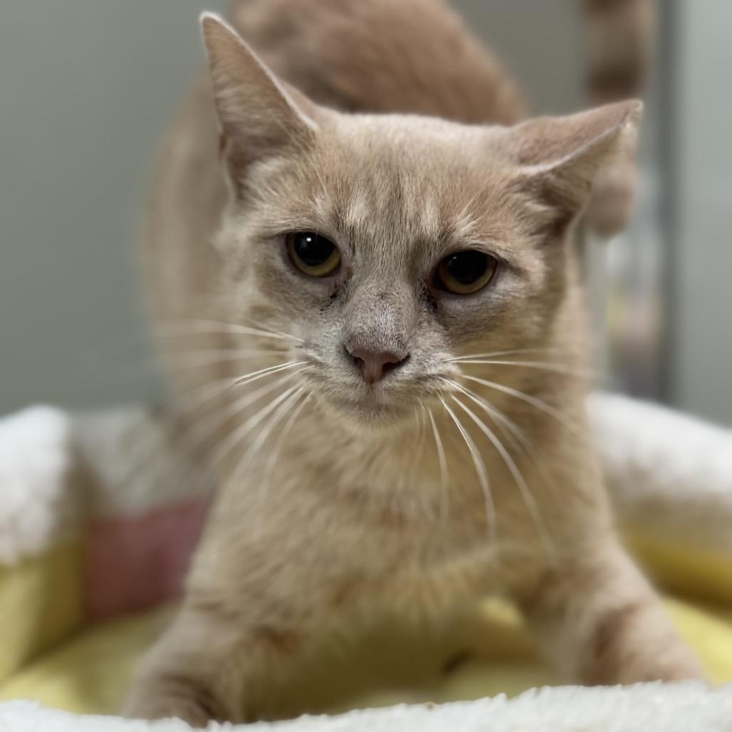 Enlarge Marie, a Adoptable Domestic Short Hair in Bristol, IN image 3/3