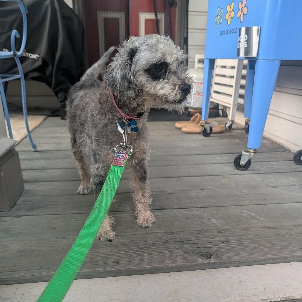Betty, Adoptable, Adult Female Miniature Poodle & Mixed Breed.