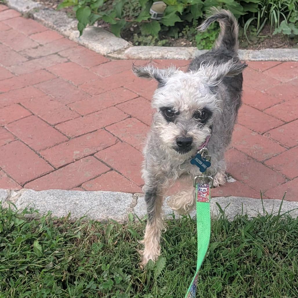 Enlarge Betty, a Adoptable mixed breed in Jarrettsville, MD image 3/6