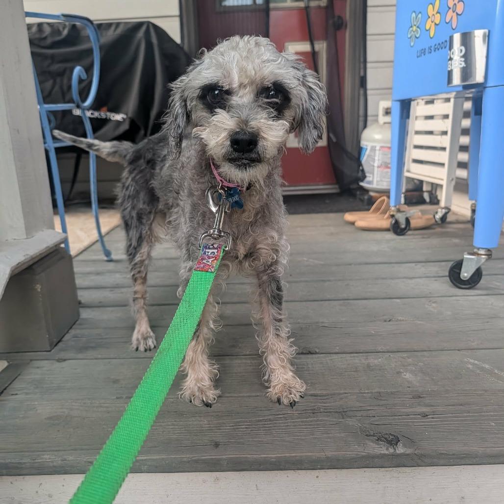 Enlarge Betty, a Adoptable mixed breed in Jarrettsville, MD image 5/6