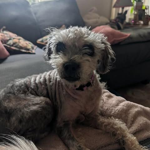 Enlarge Betty, a Adoptable mixed breed in Jarrettsville, MD image 6/6