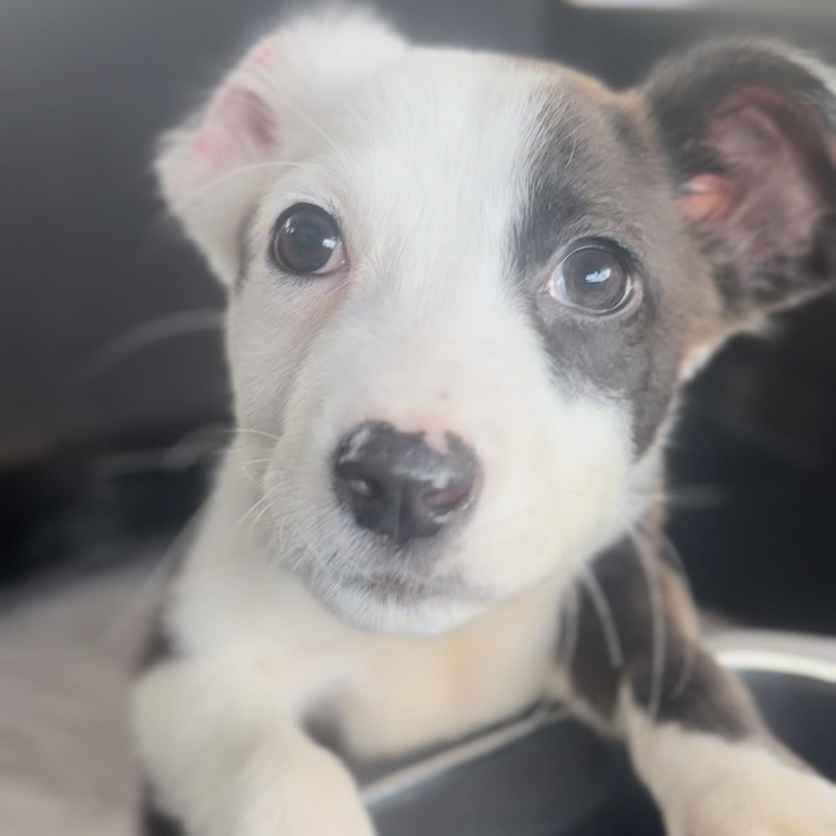 Hattie, a Adoptable mixed breed in Pelham, AL image 3/5