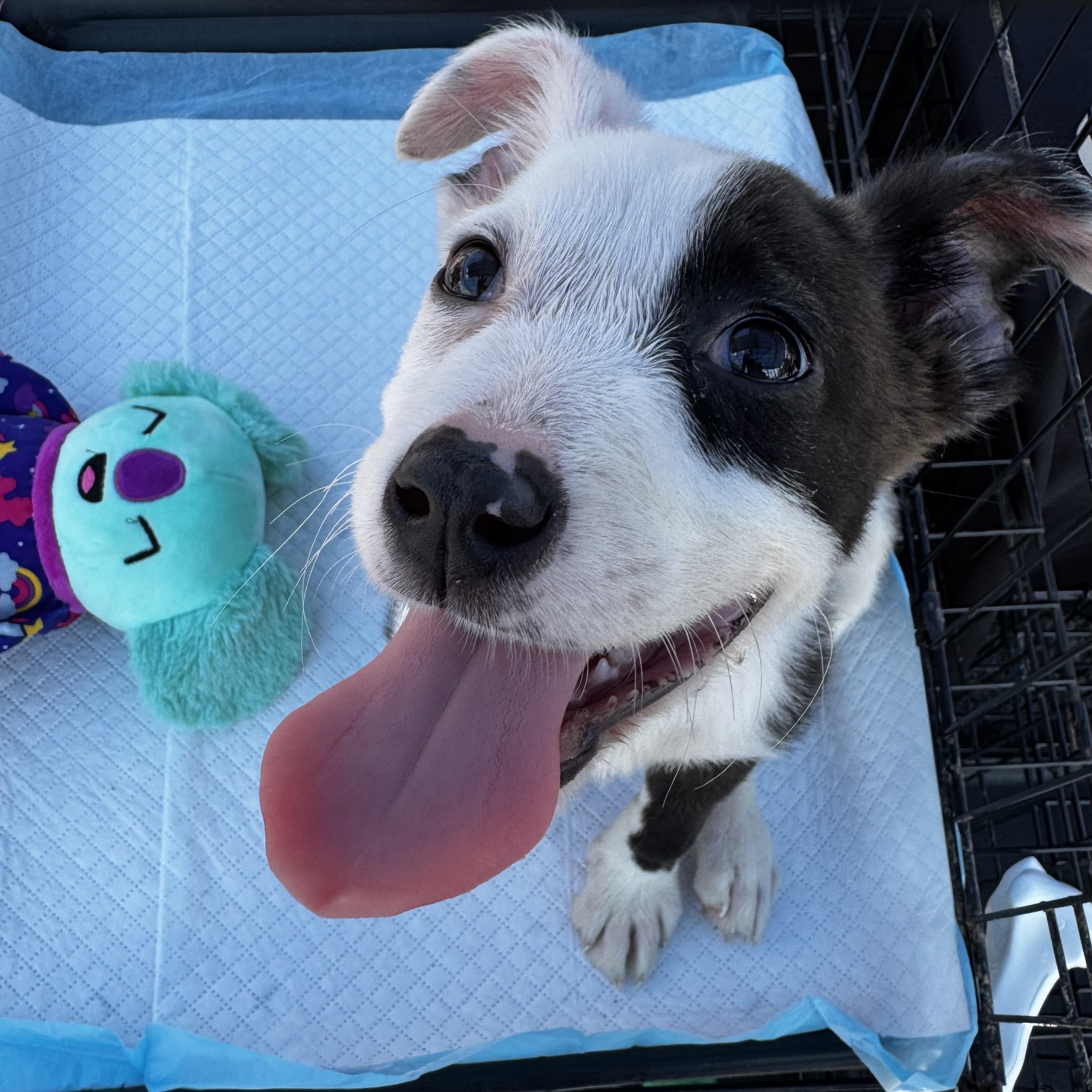 Hattie, a Adoptable mixed breed in Pelham, AL image 4/5