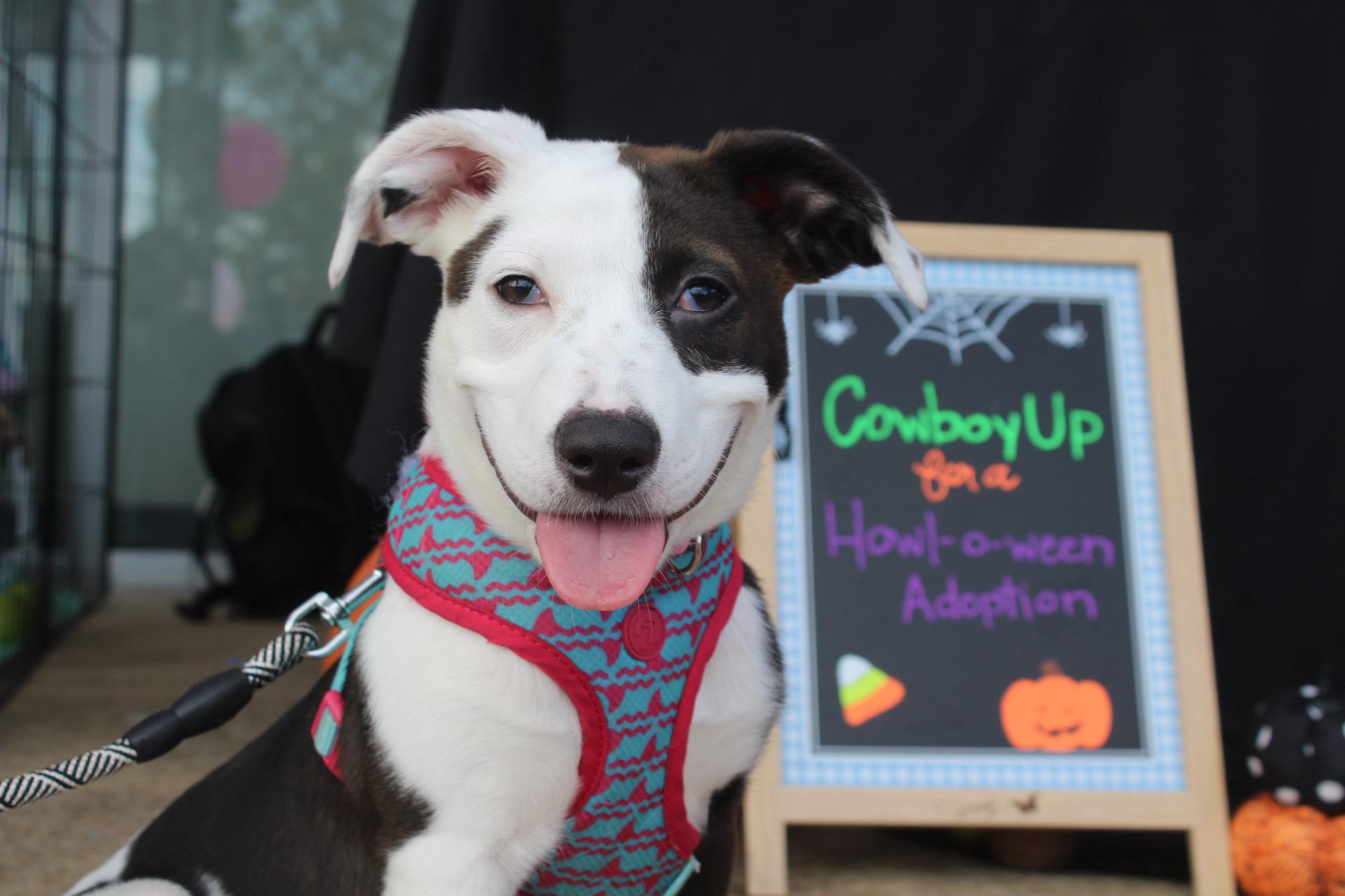 Hattie, a Adoptable mixed breed in Pelham, AL image 1/5