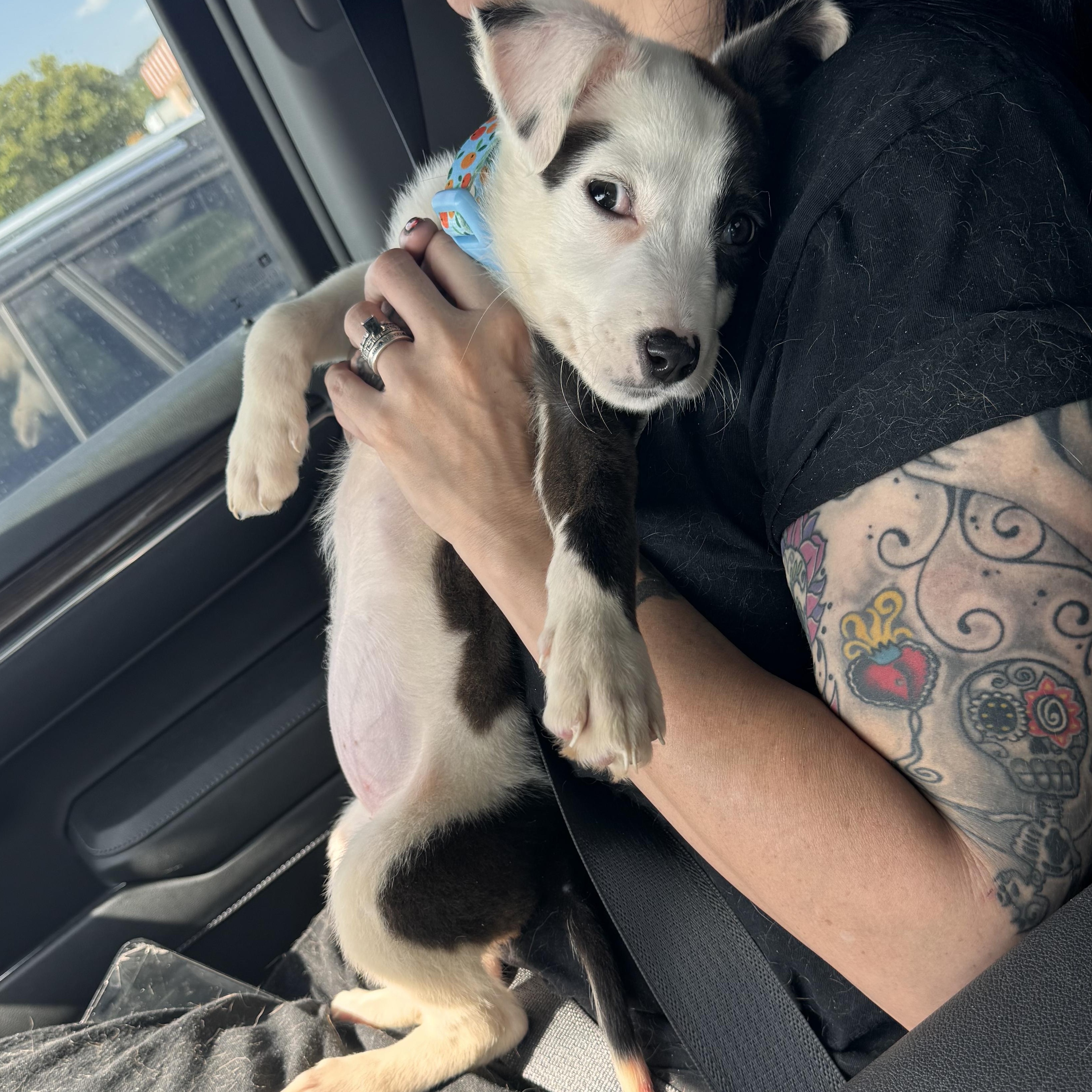 Hattie, a Adoptable mixed breed in Pelham, AL image 5/5