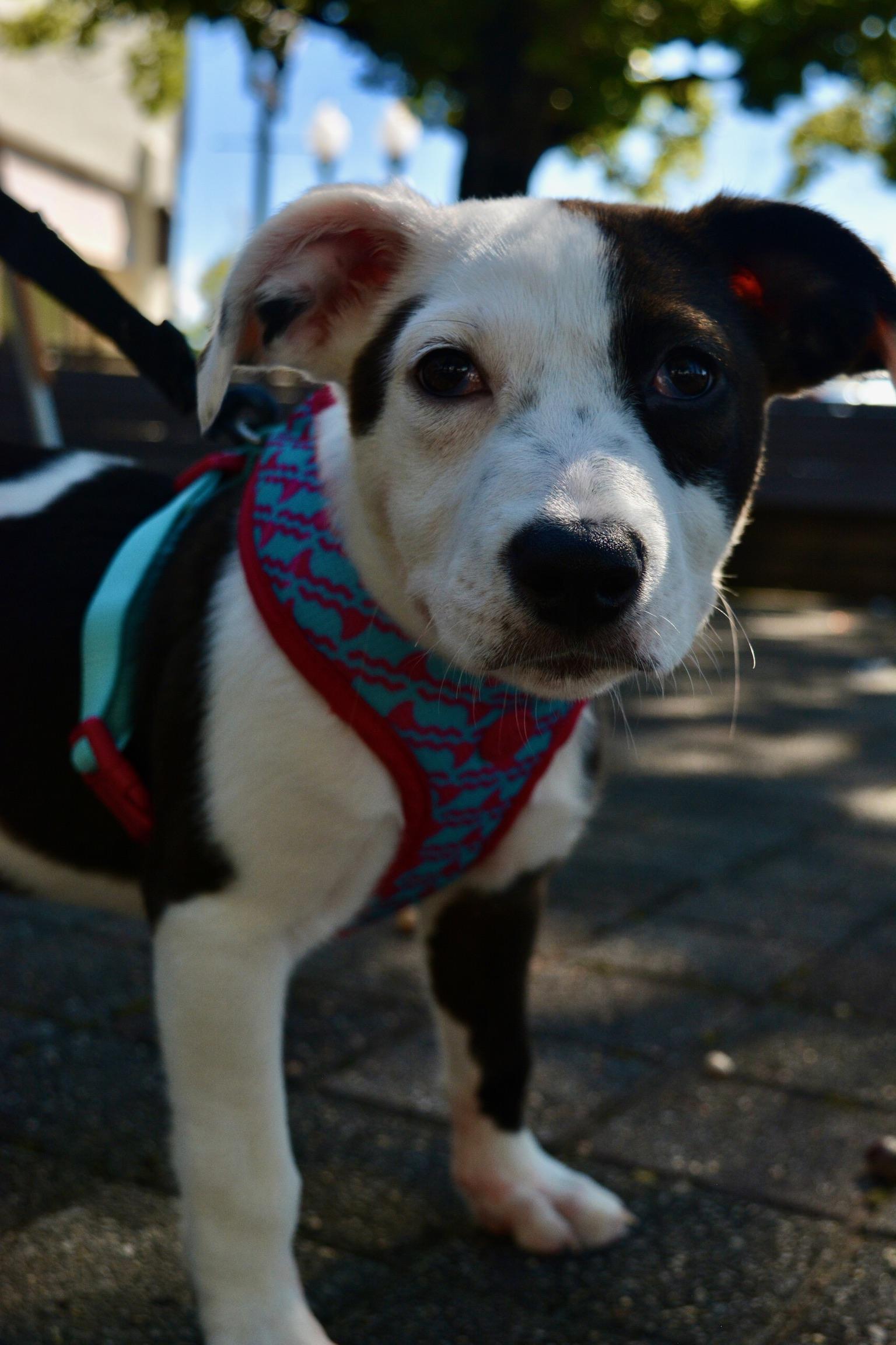 Hattie, a Adoptable mixed breed in Pelham, AL image 2/5