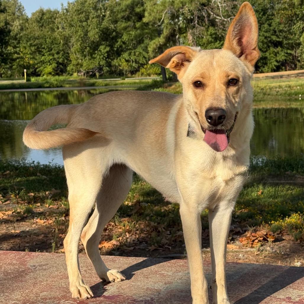 Moonie, Adoptable, Adult Female Carolina Dog & Golden Retriever.