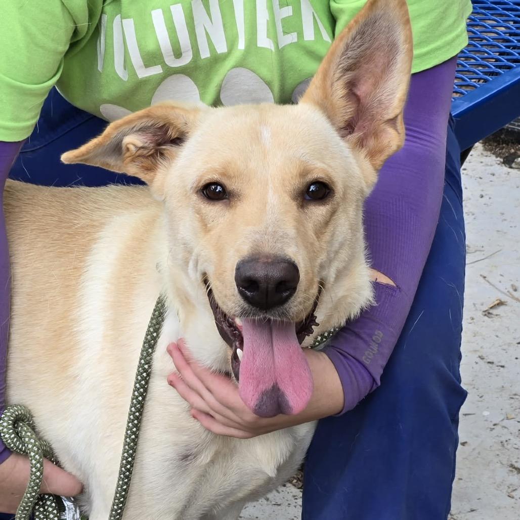 Enlarge Moonie, a Adoptable mixed breed in Pine Bluff, AR image 2/6