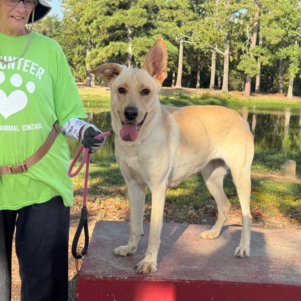 Enlarge Moonie, a Adoptable mixed breed in Pine Bluff, AR image 3/6