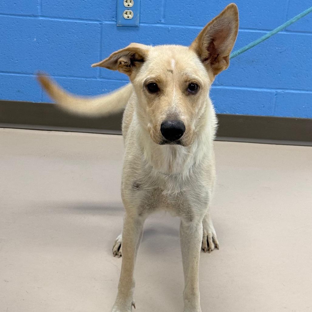 Enlarge Moonie, a Adoptable mixed breed in Pine Bluff, AR image 4/6
