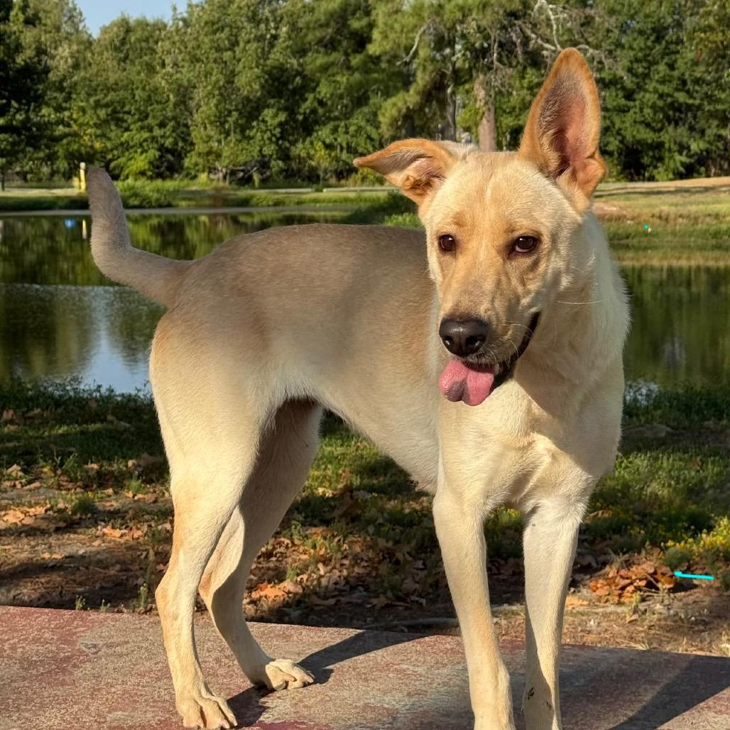 Enlarge Moonie, a Adoptable mixed breed in Pine Bluff, AR image 5/6