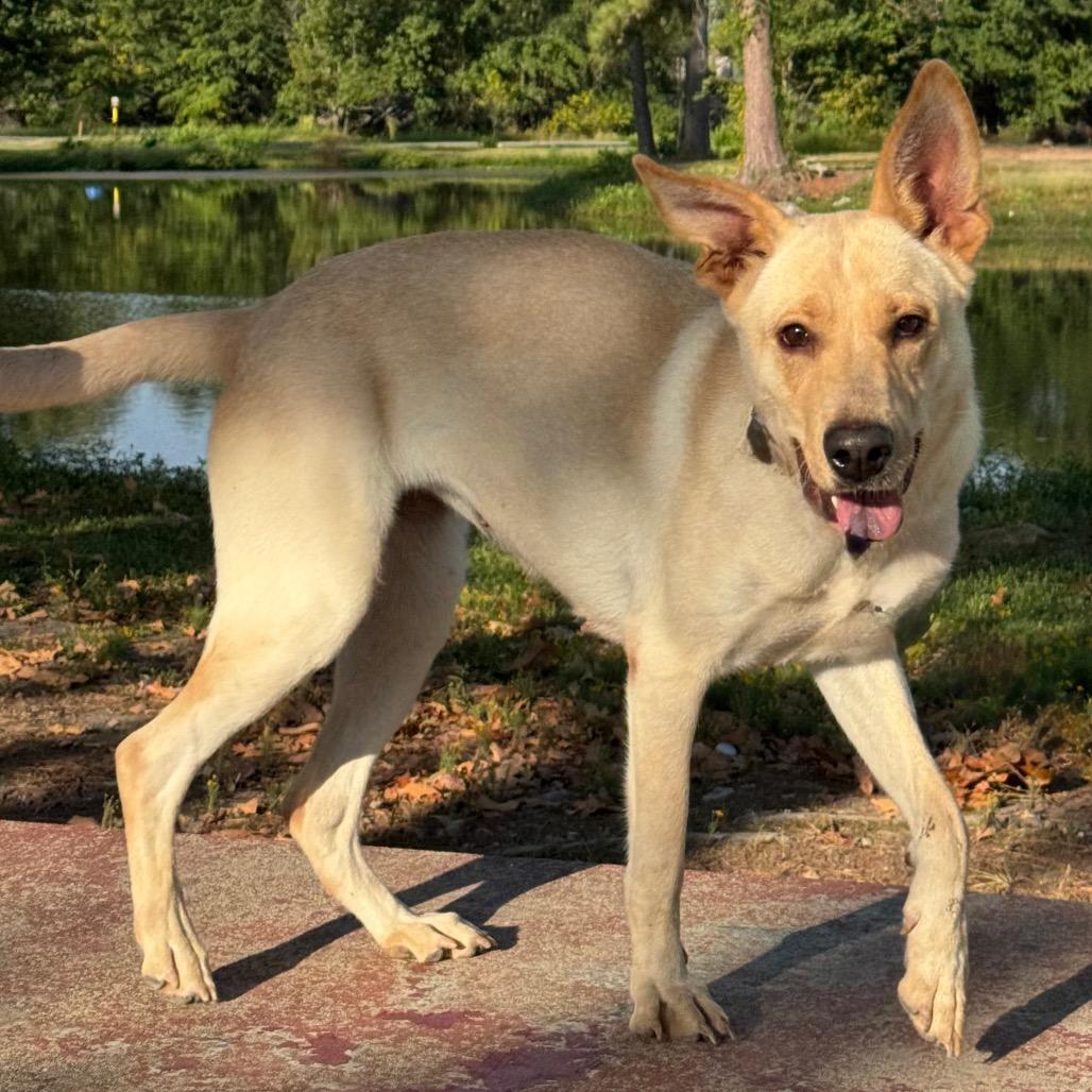 Enlarge Moonie, a Adoptable mixed breed in Pine Bluff, AR image 6/6