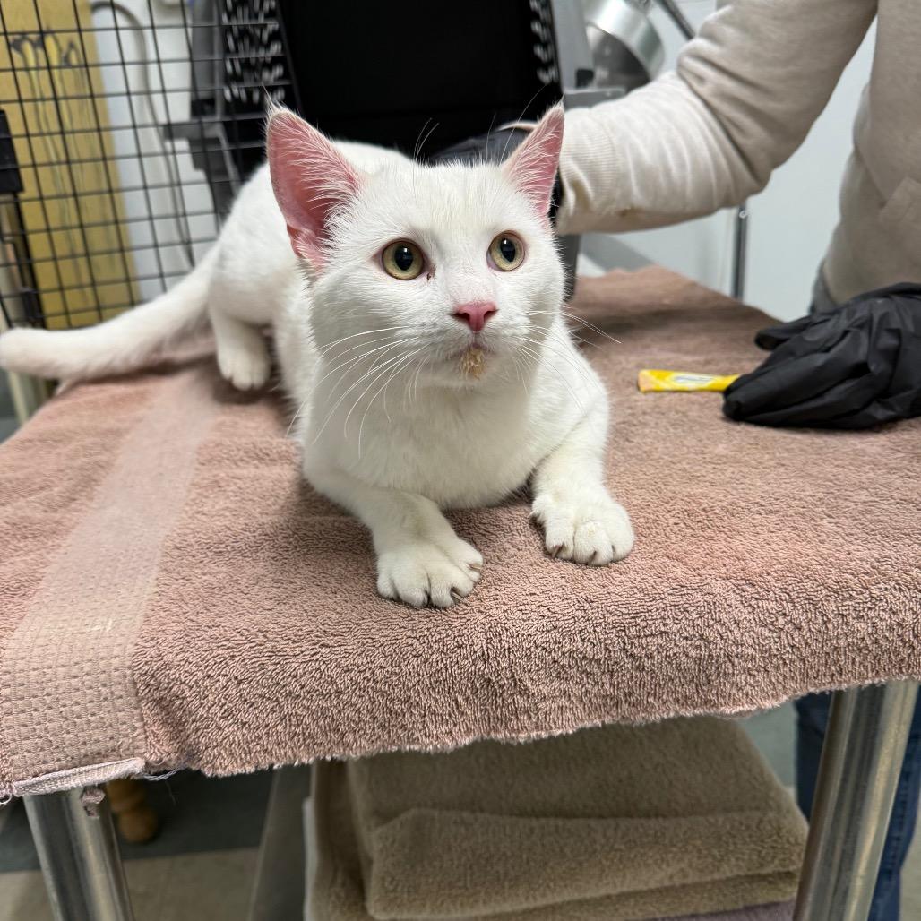 Enlarge Bleu, a Adoptable Domestic Short Hair in Mount Shasta, CA image 1/2