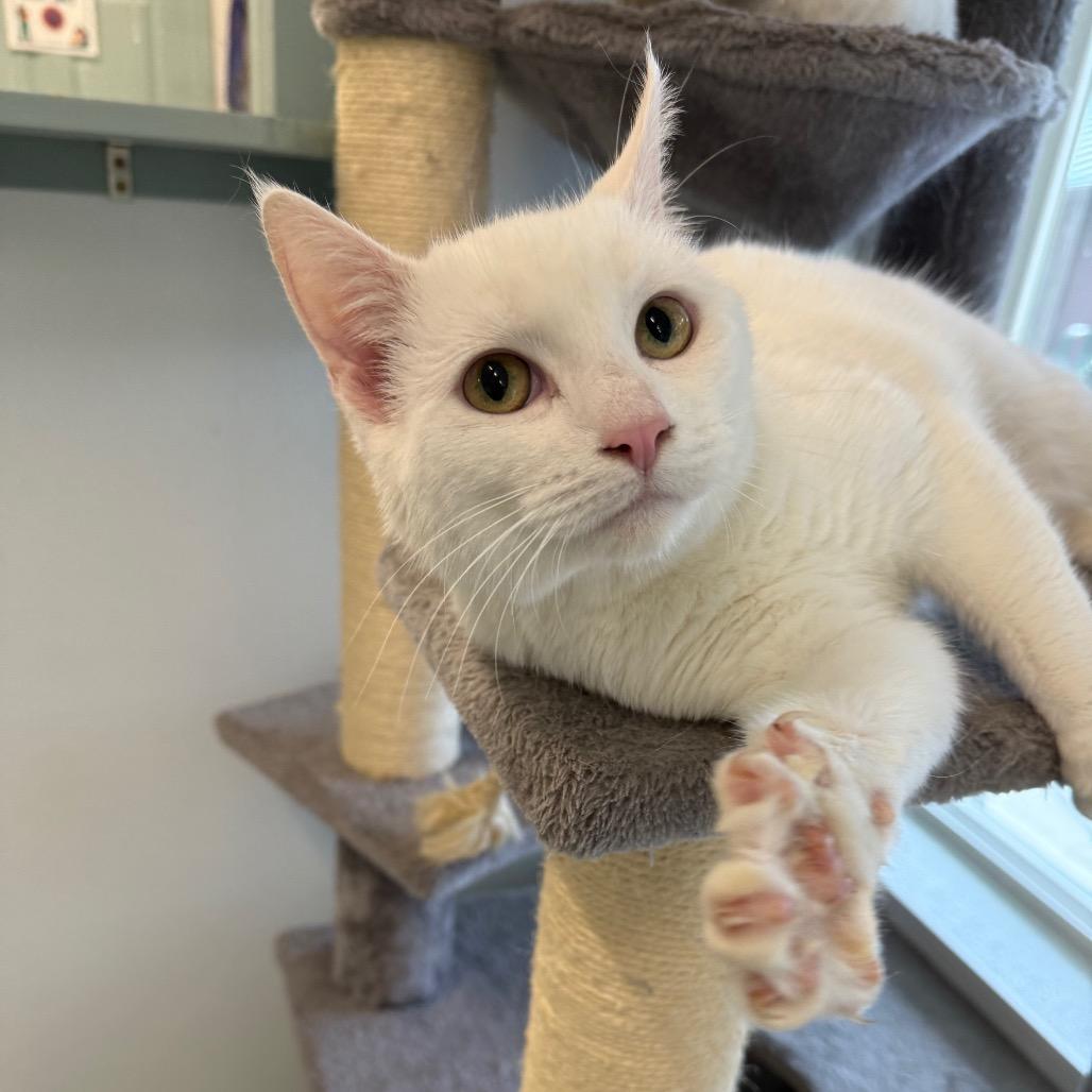 Enlarge Bleu, a Adoptable Domestic Short Hair in Mount Shasta, CA image 2/2