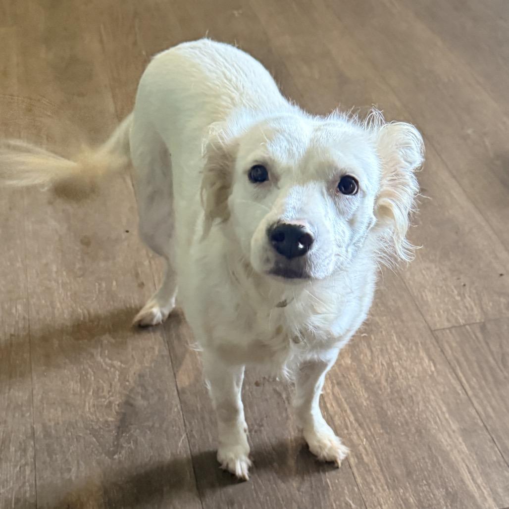 Trevi, Adoptable, Adult Female Spitz & Mixed Breed.
