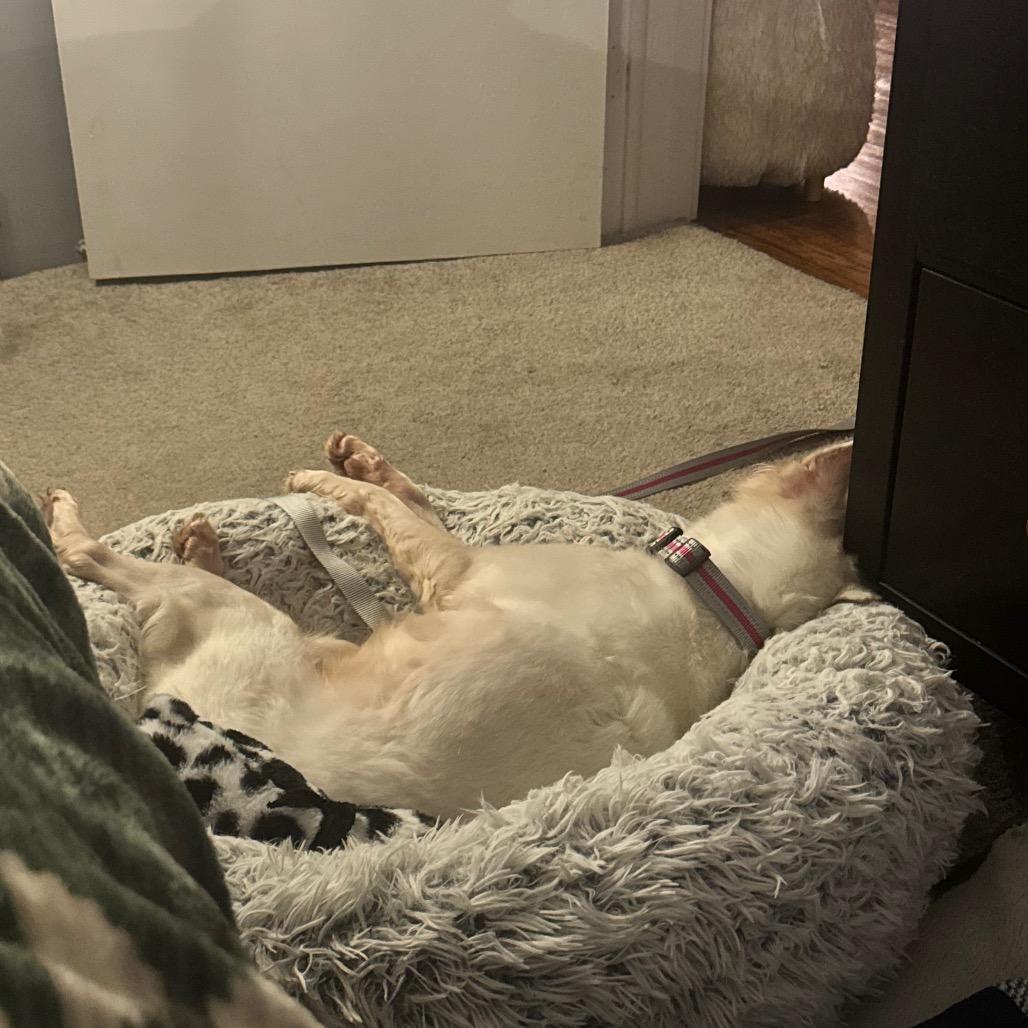 Enlarge Trevi, a Adoptable mixed breed in Ferndale, MI image 2/5