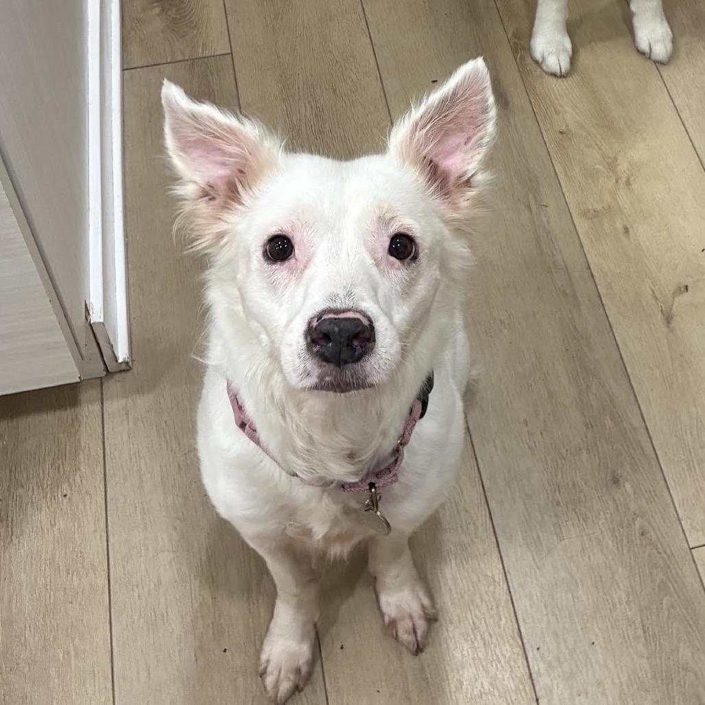 Enlarge Trevi, a Adoptable mixed breed in Ferndale, MI image 4/5