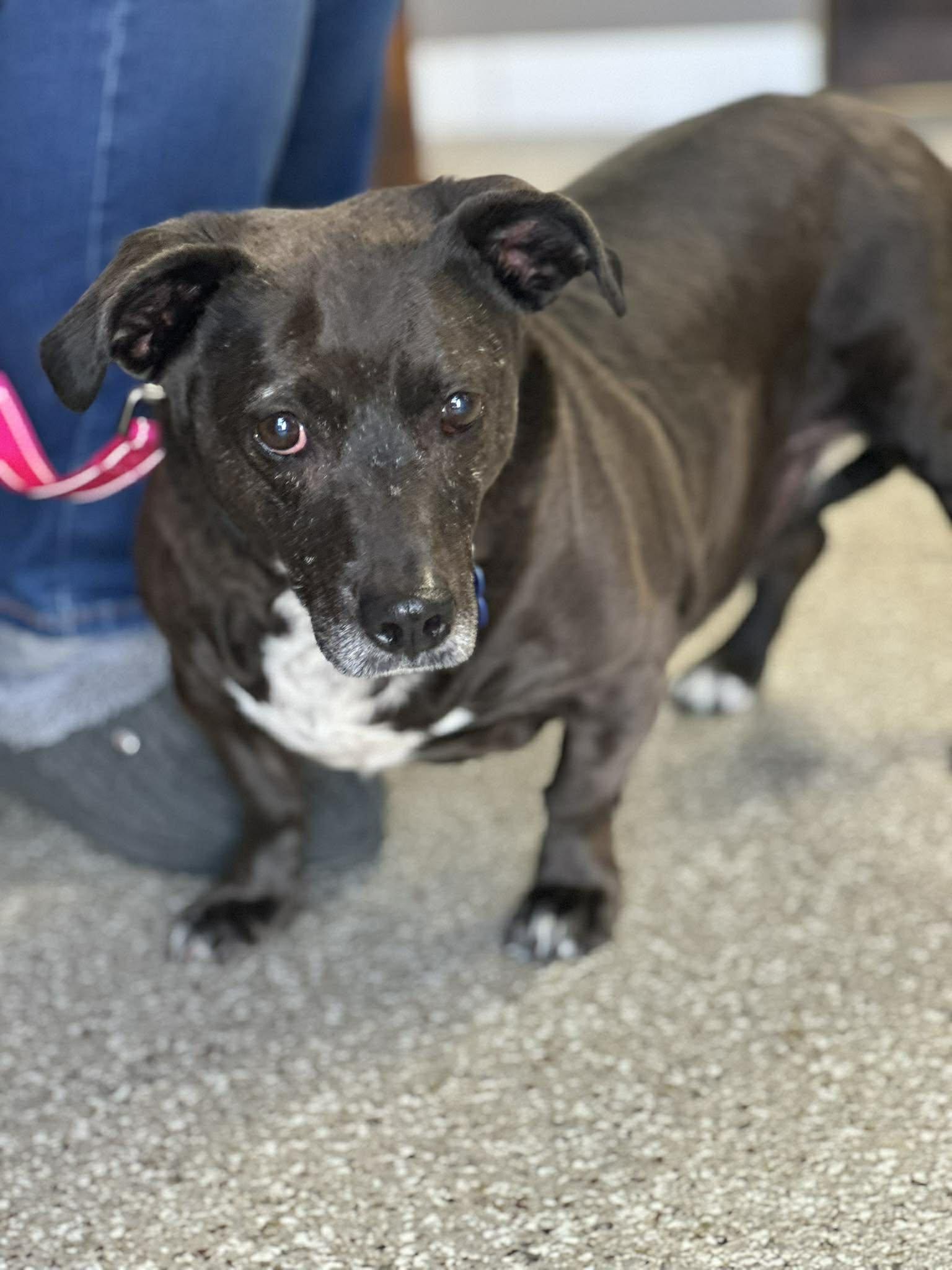 Sweet Pea, ADOPTABLE, Adult Female American Staffordshire Terrier.