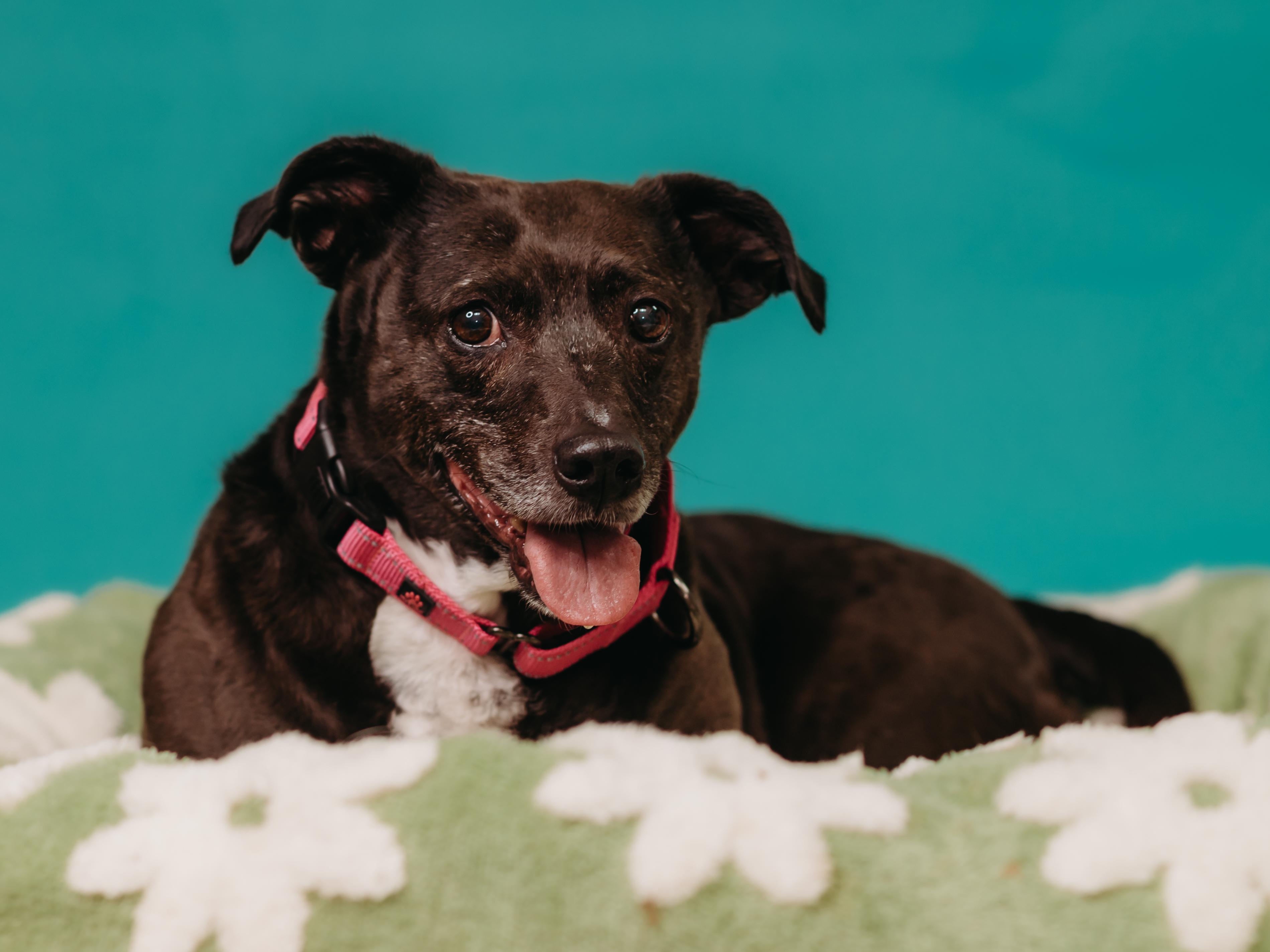 Enlarge Sweet Pea, a ADOPTABLE mixed breed in De Pere, WI image 2/6