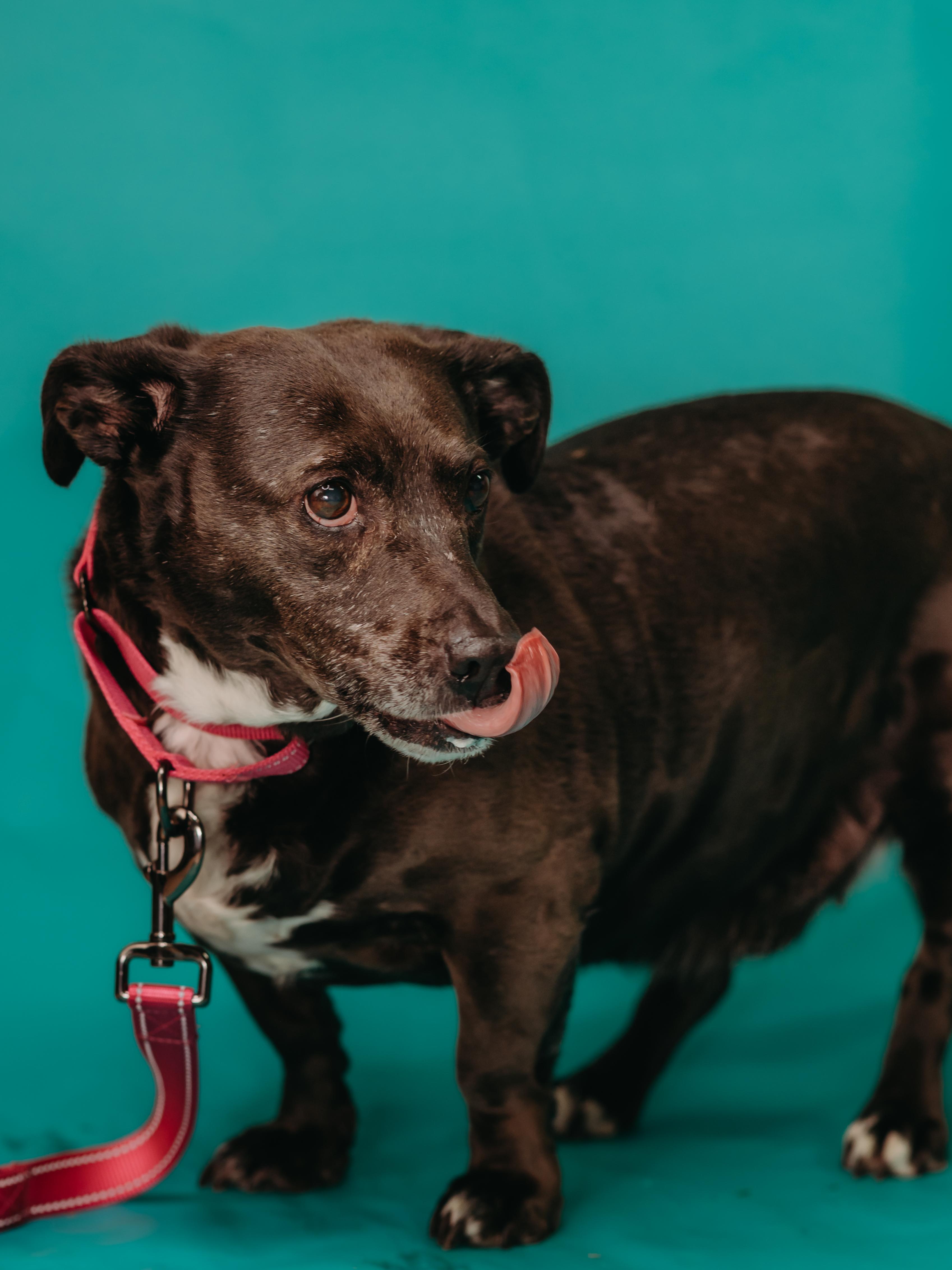 Enlarge Sweet Pea, a ADOPTABLE mixed breed in De Pere, WI image 4/6