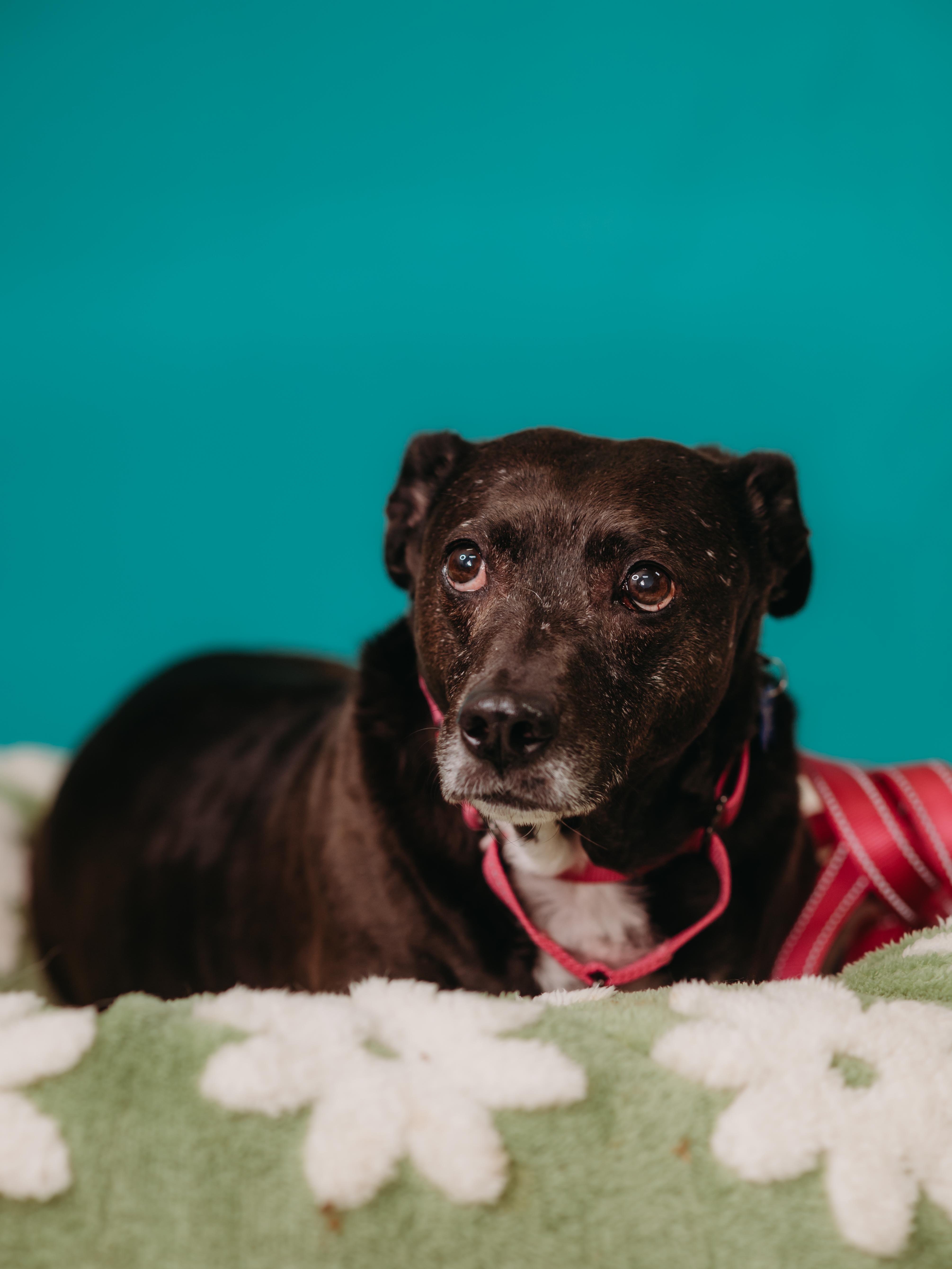 Enlarge Sweet Pea, a ADOPTABLE mixed breed in De Pere, WI image 3/6