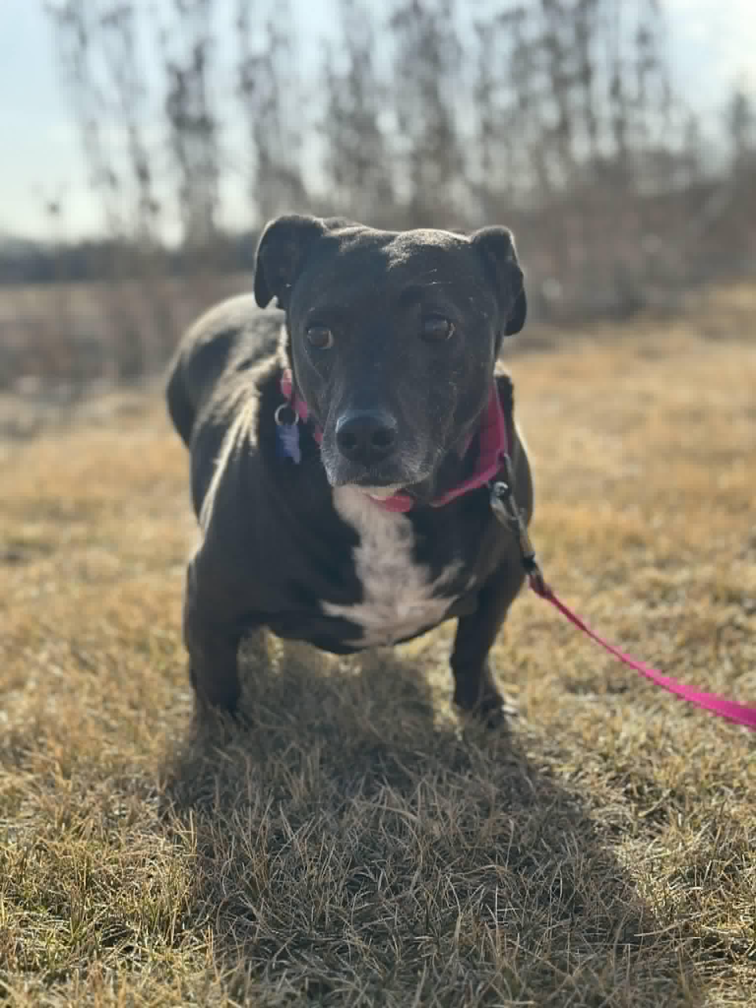 Enlarge Sweet Pea, a ADOPTABLE mixed breed in De Pere, WI image 5/6
