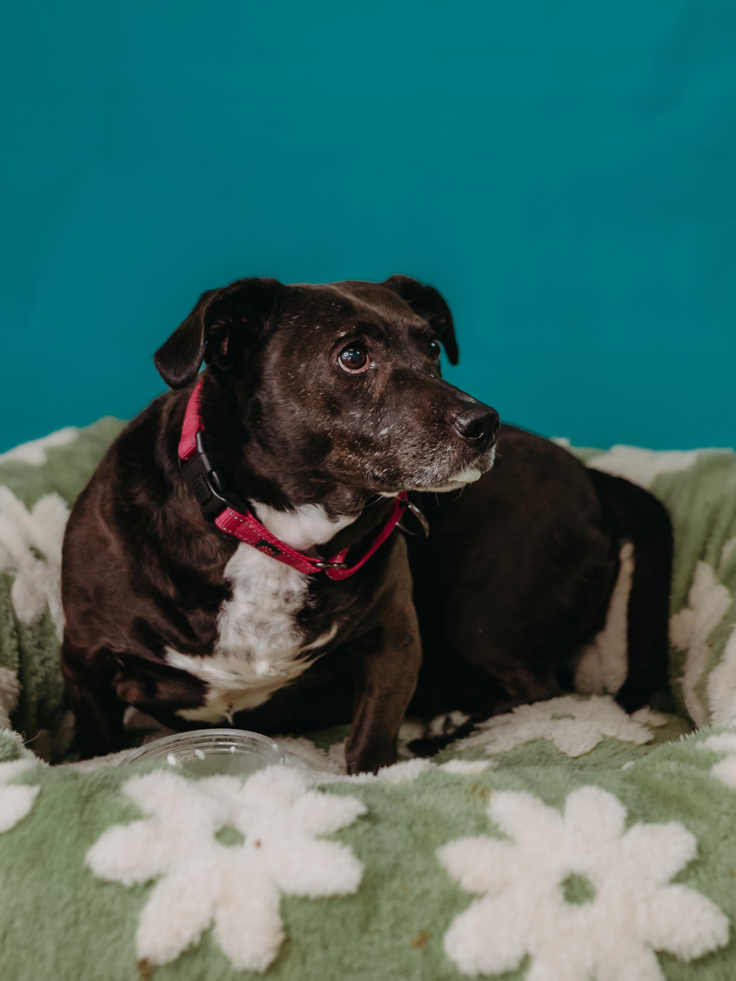 Sweet Pea — thumbnail 4