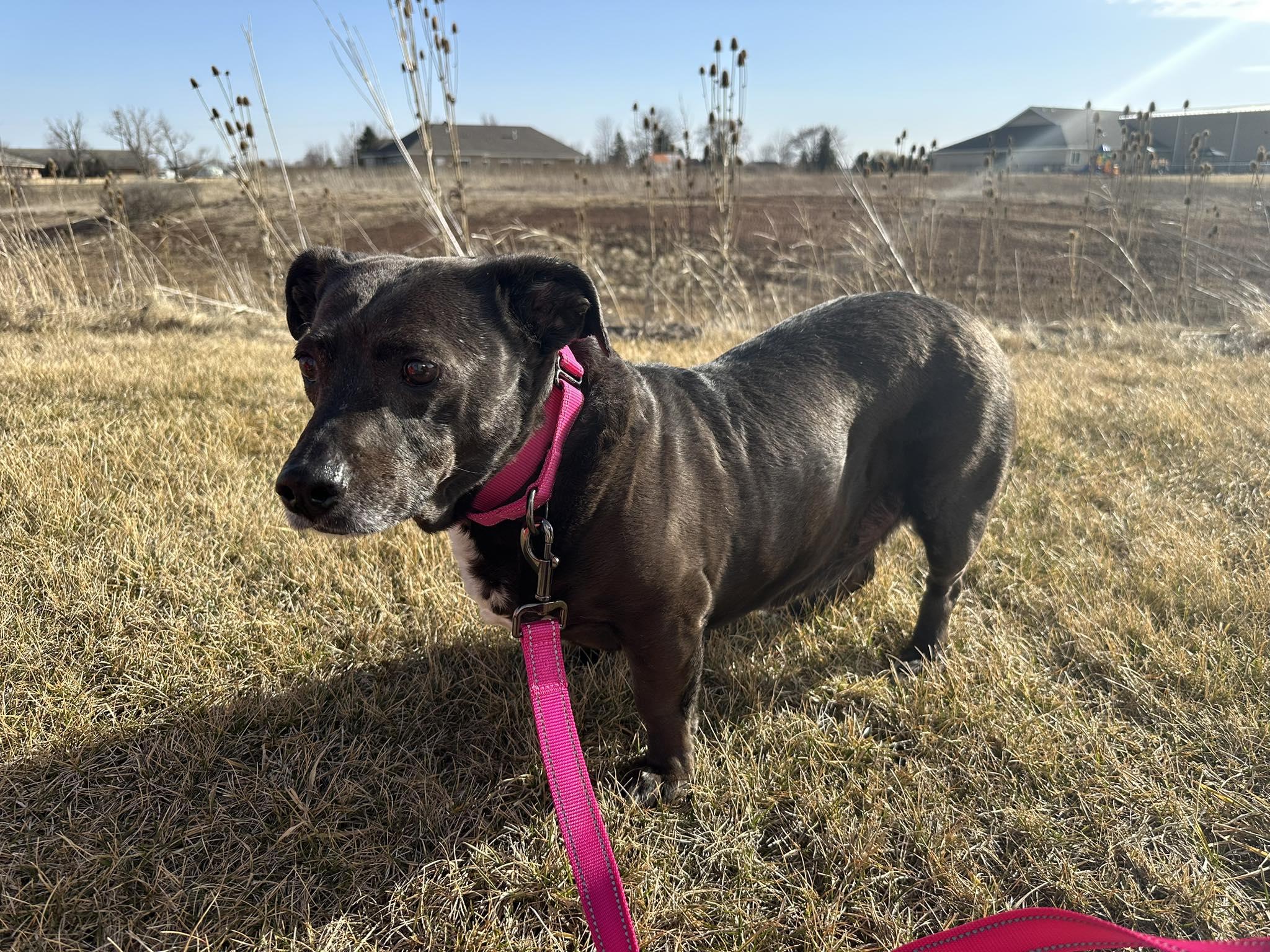Enlarge Sweet Pea, a ADOPTABLE mixed breed in De Pere, WI image 6/6