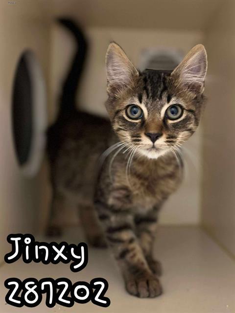 Enlarge JINXY, a Adoptable Domestic Short Hair in Macon, GA image 1/1