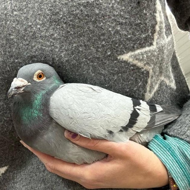 Enlarge Kilimanjaro, a Adoptable Pigeon in Chicago, IL image 1/4