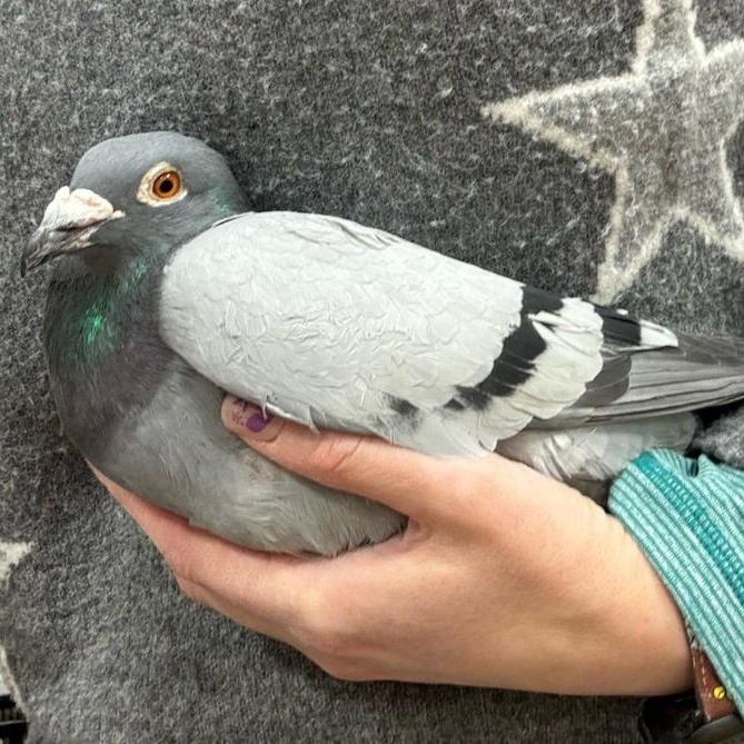 Kilimanjaro, Adoptable, Adult Unknown Pigeon.