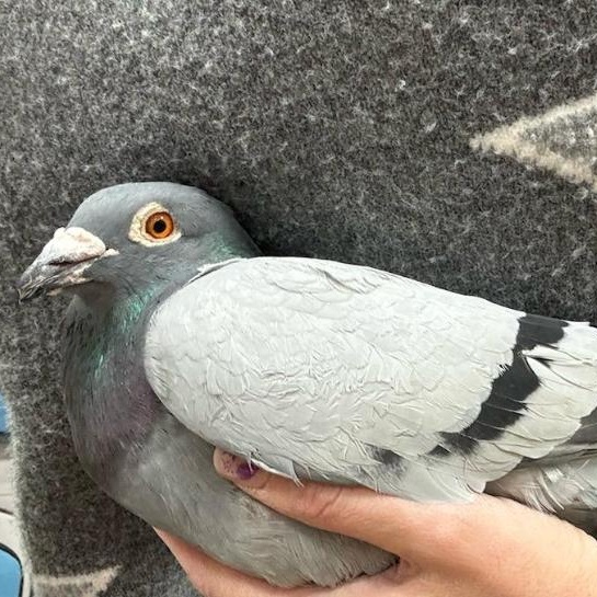Enlarge Kilimanjaro, a Adoptable Pigeon in Chicago, IL image 4/4
