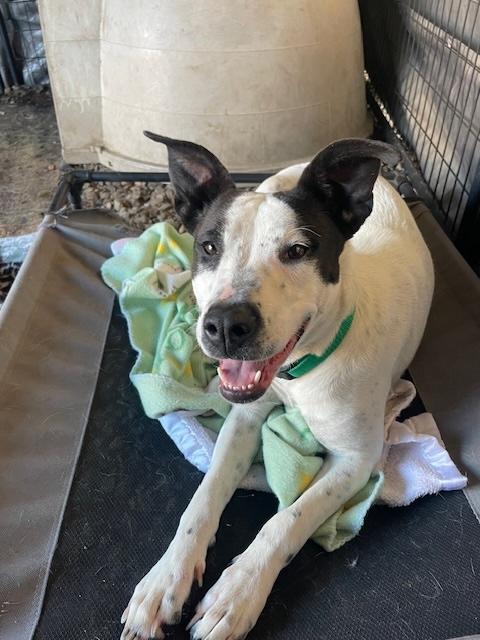 Rosetta, a Adoptable mixed breed in Santa Cruz, CA image 1/4