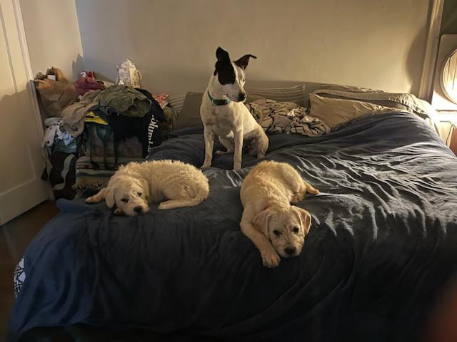 Rosetta, a Adoptable mixed breed in Santa Cruz, CA image 3/4