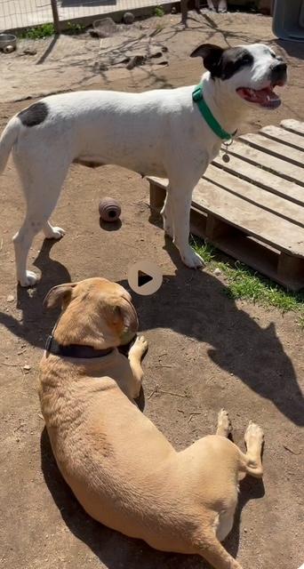 Rosetta, a Adoptable mixed breed in Santa Cruz, CA image 2/4