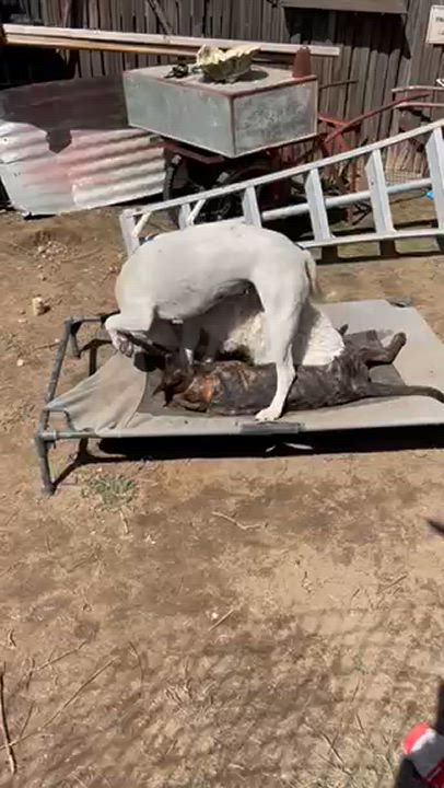 Enlarge Rosetta, a Adoptable mixed breed in Santa Cruz, CA video 4/4